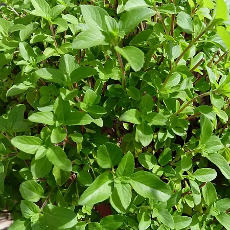 Green54oro Bari