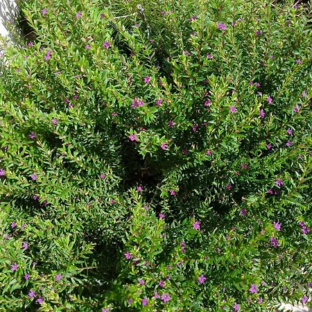 בית אירוח Green54oro *