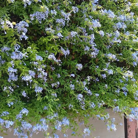 홈스테이 Green54oro 바리