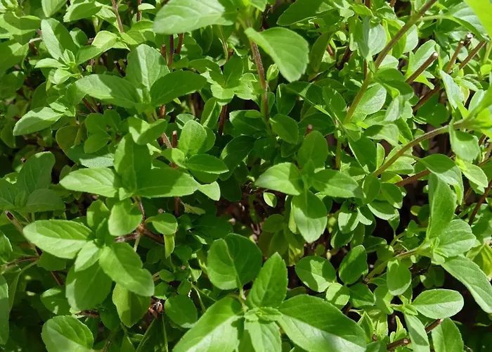 Green54oro Bari